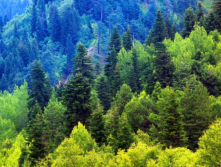 reforestación